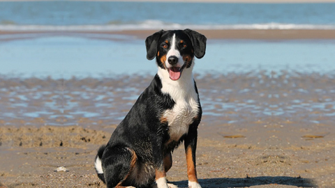 Discover the joy of pet-friendly adventures on St. Simons Island.