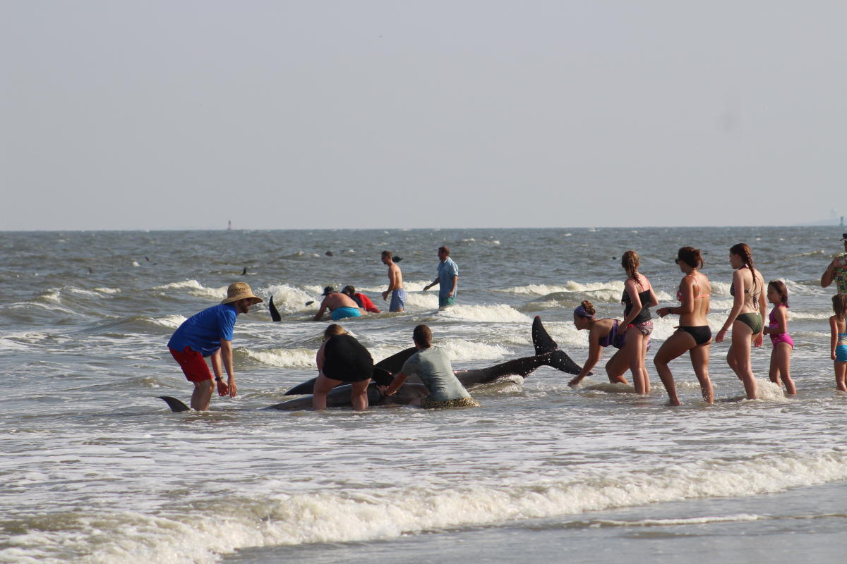 Community members come together to save beached pilot whales on St. Simons Island.