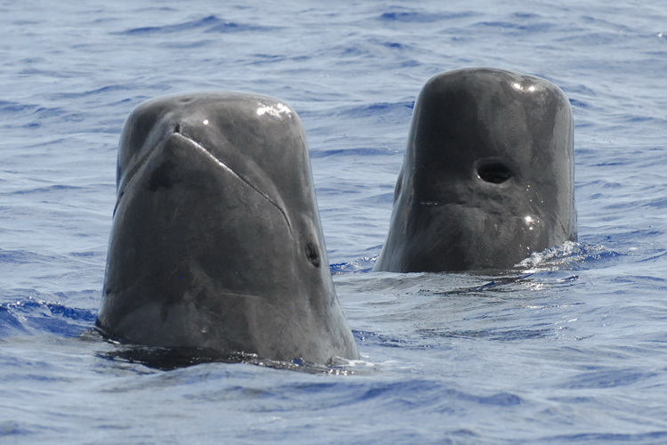 Hope on the Horizon: The Fight to Save Beached Pilot Whales in Georgia