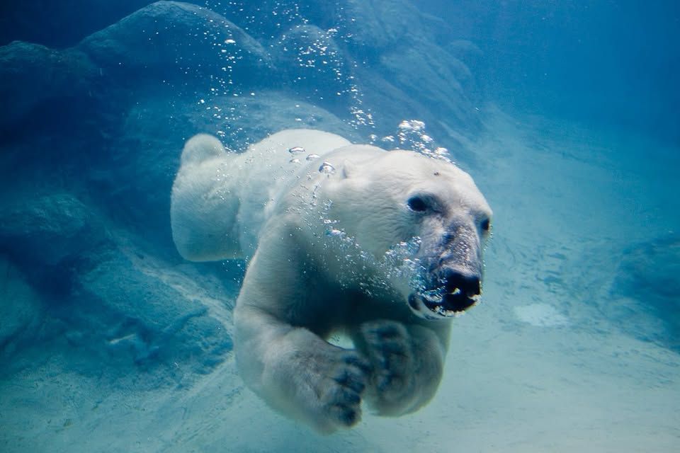 Make a Splash at the 2025 Polar Plunge in Georgia