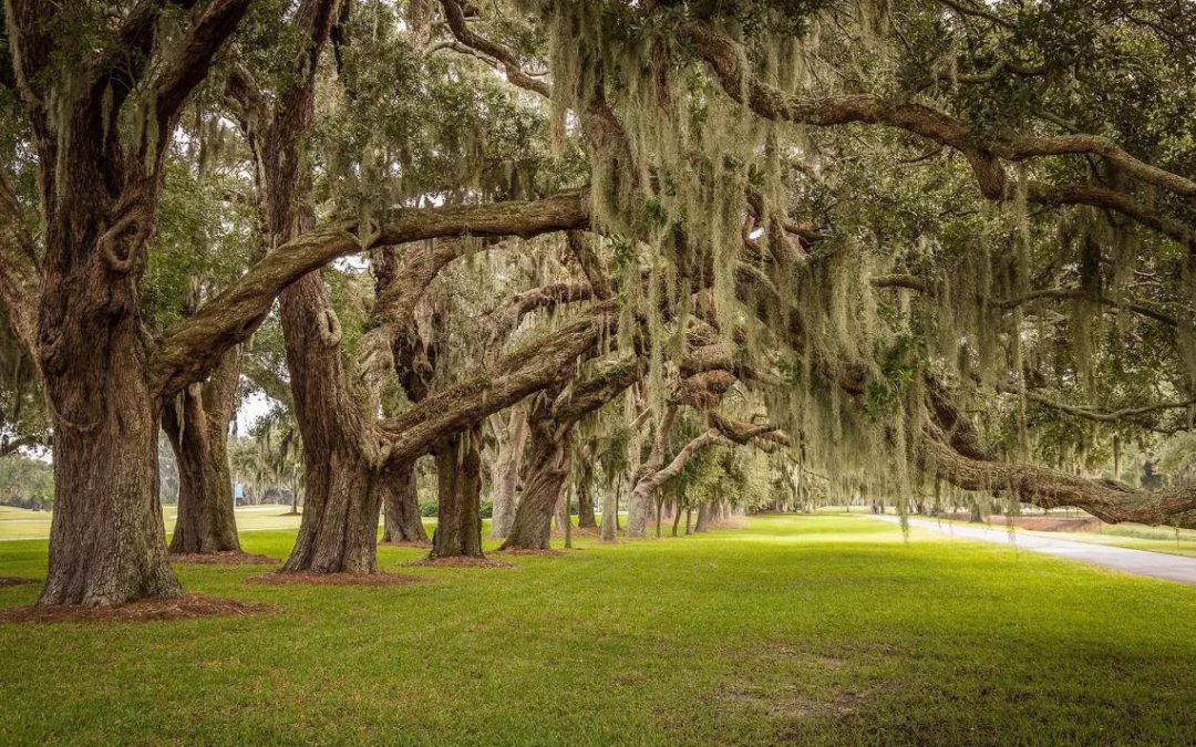 Explore History and Nature: Winter Fun on St. Simons Island