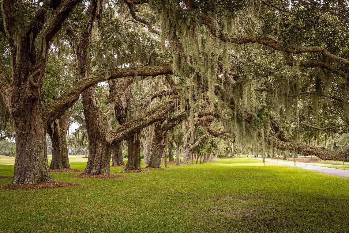 Explore History and Nature: Winter Fun on St. Simons Island